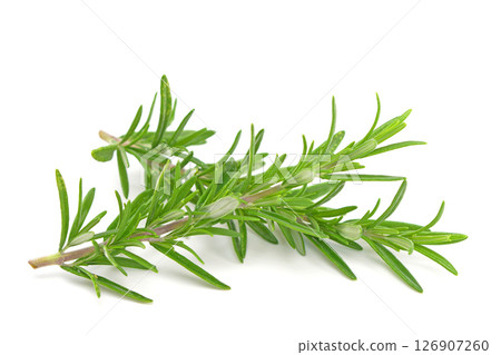 Rosemary twig isolated on white background. Rosemary twig isolated on white background. 126907260