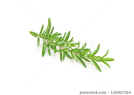Rosemary twig isolated on white background. 126907264