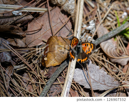 A sunbath of a spring type ♂ 126907332