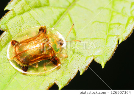 Jingasa beetle Jingasa beetle 126907364