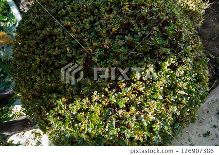 Gardener Gardener 126907386