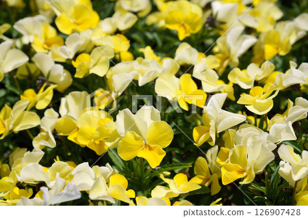 Pansy Pansy 126907428