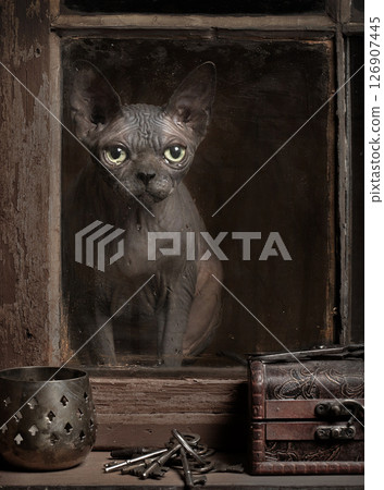 Sphynx cat sits behind vintage window. Sphynx cat sits behind vintage window. 126907445