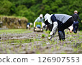 A rice terrace owner planting rice 126907553