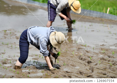 A rice terrace owner planting rice 126907554