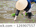 A rice terrace owner planting rice 126907557