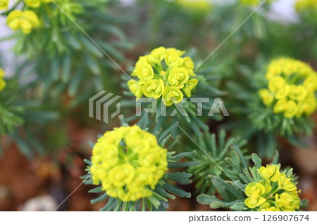 Pinus quinquefoil flower 126907674