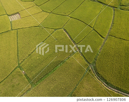 Aerial view of rice paddy field in Pua district a significant maize-growing area in Nan province of Thailand. 126907806