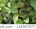 A rust-infected Clematis moniliforme 126907875