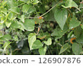 A rust-infected Clematis moniliforme 126907876