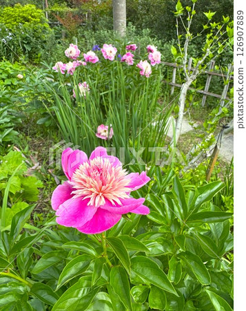 Peony Peony 126907889