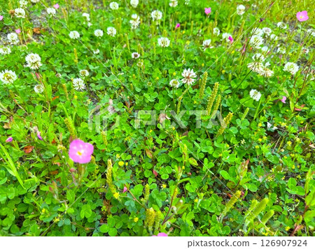 白三葉草 126907924