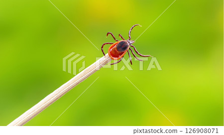 Close-up of ixodes ricinus tick on straw with green background Close-up of ixodes ricinus tick on straw with green background 126908071