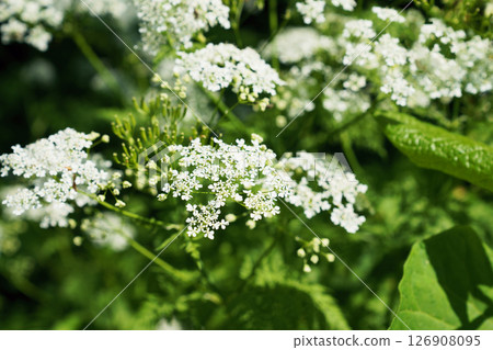 Shaku "Wildflower" 126908095