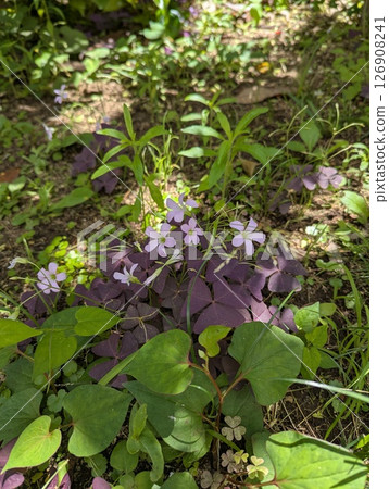 Oxalis · Trian Gulis 126908241