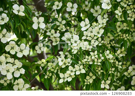 Cornus 'Gekko' Hong Kong dogwood 'Gekko' 126908283