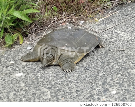 一隻甲魚沿著農場的水泥路走 一隻甲魚沿著農場的水泥路走 126908703