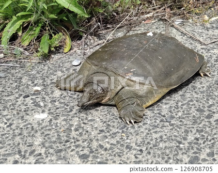 A soft-shelled turtle walking along a concrete farm road 126908705