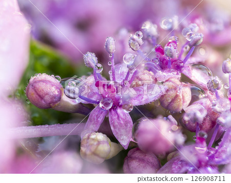 Hydrangea flower with water drops 126908711