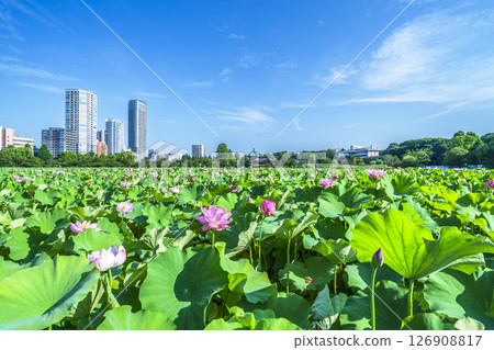 Summer in Ueno Park: Lotus flowers in Shinobazu Pond and buildings [Taito Ward, Tokyo] 126908817