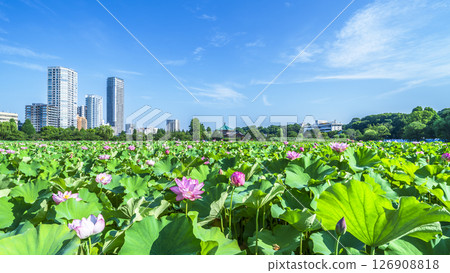 上野公園的夏天：不忍池的蓮花與街景 [東京都台東區] 126908818