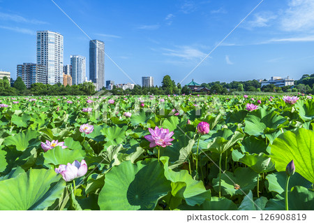 Summer in Ueno Park: Lotus flowers on Shinobazu Pond and the streetscape [Taito Ward, Tokyo] 126908819