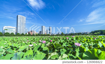 Summer in Ueno Park: Lotus flowers in Shinobazu Pond and the cityscape [Taito Ward, Tokyo] 126908822