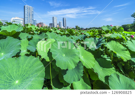 Summer in Ueno Park: Lotus flowers in Shinobazu Pond and the cityscape [Taito Ward, Tokyo] 126908825
