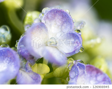 Close-up of a hydrangea with water droplets 126908945