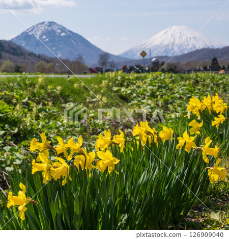 Spring scenery with yellow daffodils blooming against the backdrop of twin Mt. Yotei Spring scenery with yellow daffodils blooming against the backdrop of twin Mt. Yotei 126909040