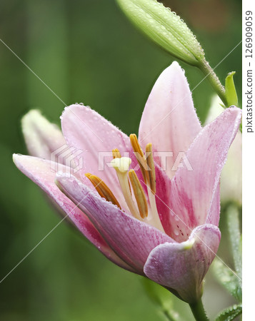 Lily of the valley with water droplets Lily of the valley with water droplets 126909059