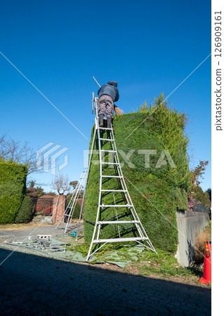 Gardener pruning a Japanese quince tree 126909161