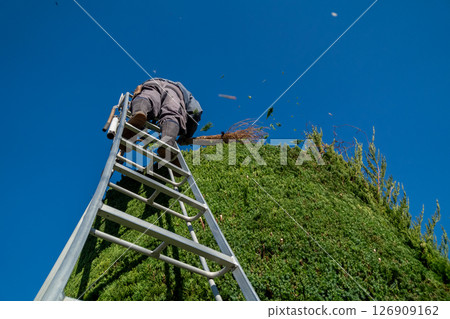 園丁正在修剪日本木瓜樹 126909162