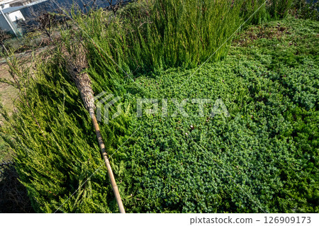 Pruning the Japanese laurel tree 126909173