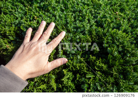 Touching the pruned Japanese laurel 126909176