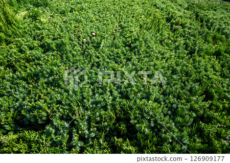 Pruned Japanese laurel 126909177