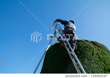 Pruning the Japanese laurel tree into a cylindrical shape - Gardener 126909187