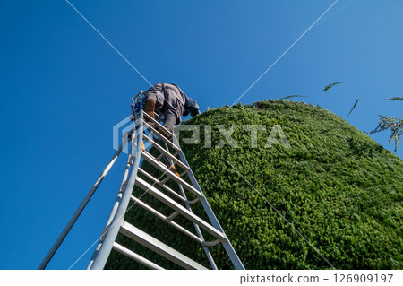 將日本月桂樹修剪成圓柱形 126909197