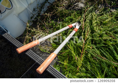 Pruning waste loaded onto a light truck 126909208