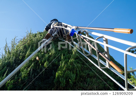 Pruning the Japanese laurel tree into a cylindrical shape Pruning the Japanese laurel tree into a cylindrical shape 126909209