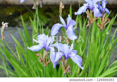 鳶尾花“濕鷺” 鳶尾花“濕鷺” 126909263