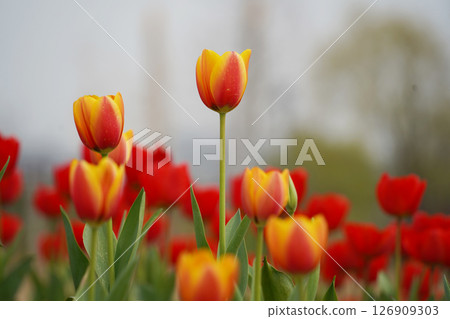 Colorful Tulips Blooming in a Spring Garden 126909303