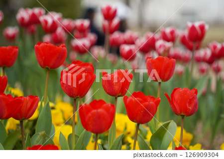 Colorful Tulips Blooming in a Spring Garden 126909304