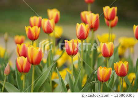 Colorful Tulips Blooming in a Spring Garden 126909305