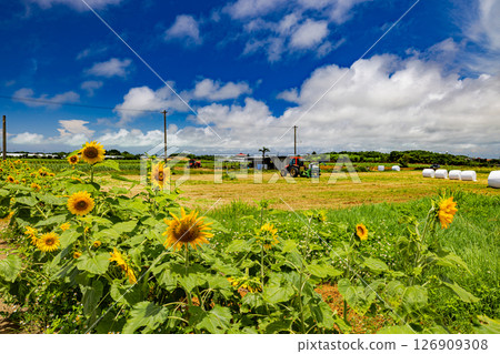 Miyakojima, Okinawa Prefecture: Sunflowers and blue skies 126909308