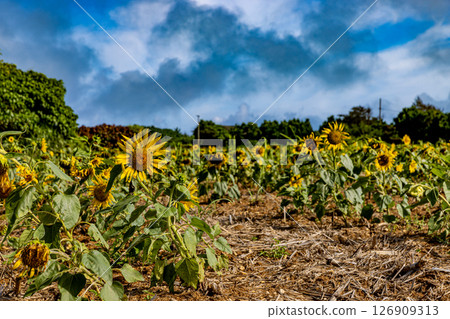 Miyakojima, Okinawa Prefecture: Sunflowers and blue skies 126909313