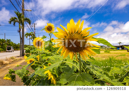 Miyakojima, Okinawa Prefecture: Sunflowers and blue skies Miyakojima, Okinawa Prefecture: Sunflowers and blue skies 126909318