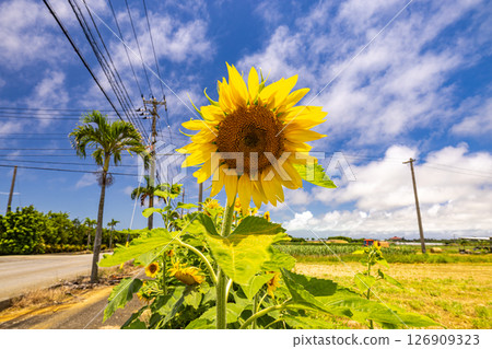 沖繩縣宮古島：向日葵和藍天 126909323