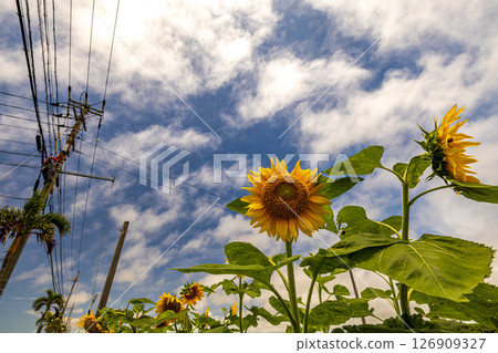 Miyakojima, Okinawa Prefecture: Sunflowers and blue skies Miyakojima, Okinawa Prefecture: Sunflowers and blue skies 126909327