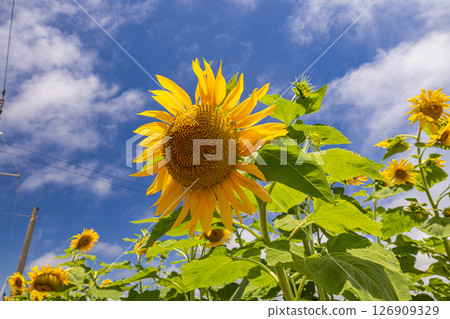 Miyakojima, Okinawa Prefecture: Sunflowers and blue skies Miyakojima, Okinawa Prefecture: Sunflowers and blue skies 126909329